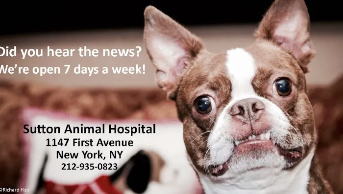 Sutton Animal Hospital Picture 7