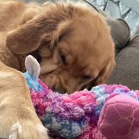 Petco ico