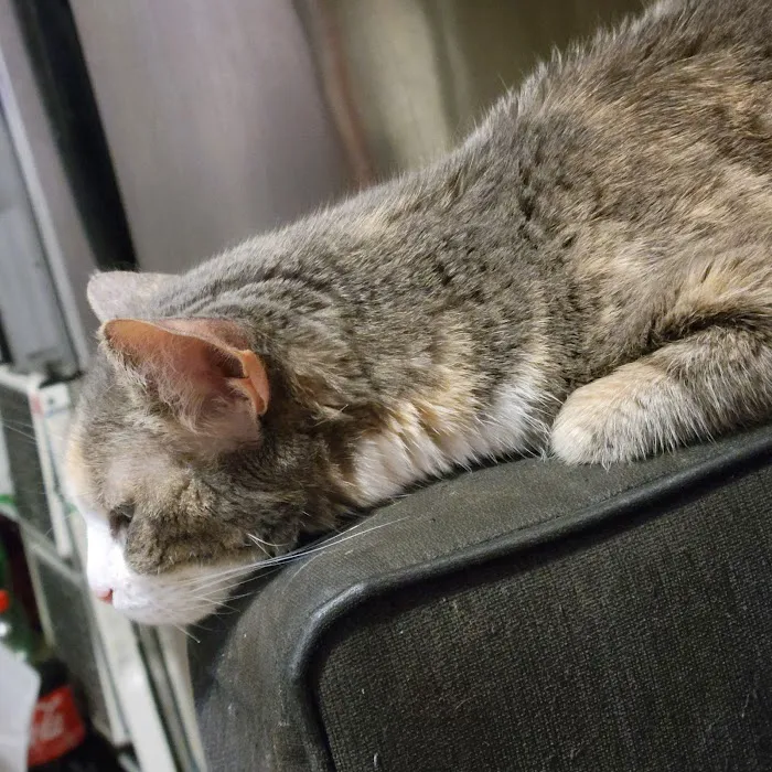 VCA Park East Animal Hospital Picture 1