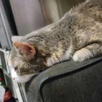 VCA Park East Animal Hospital ico