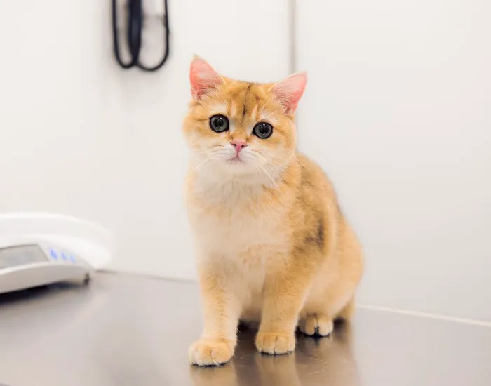 East Side Animal Hospital Picture 6