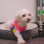 East Side Animal Hospital