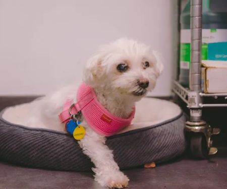 East Side Animal Hospital