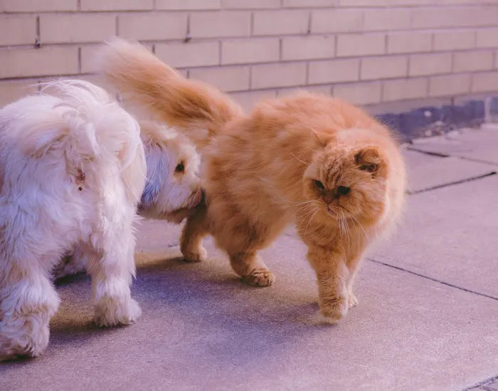 East Side Animal Hospital Picture 9