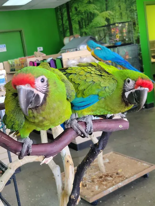 Parrotopia Picture 6