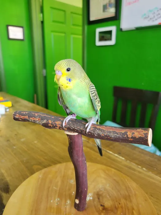 Parrotopia Picture 5