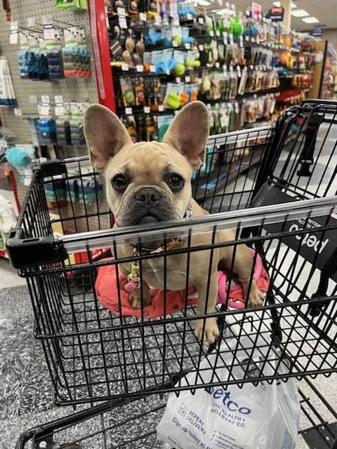 Petco Picture 7