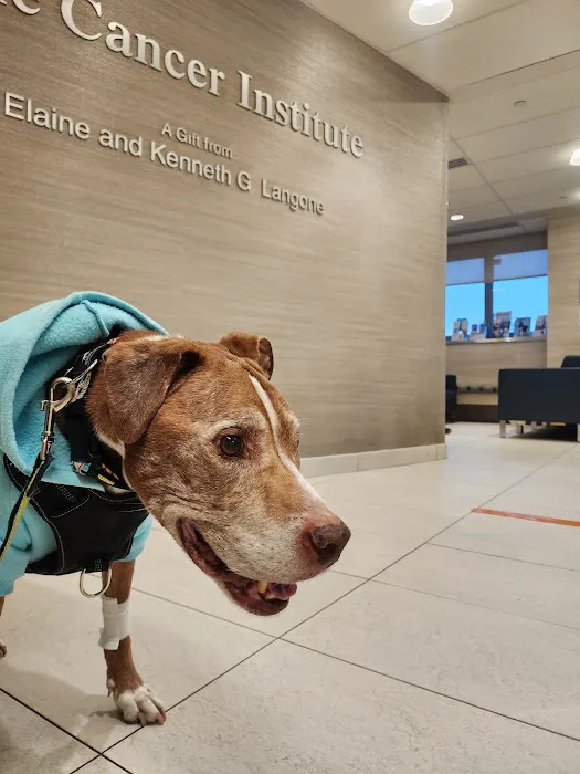 The Schwarzman Animal Medical Center Picture 3