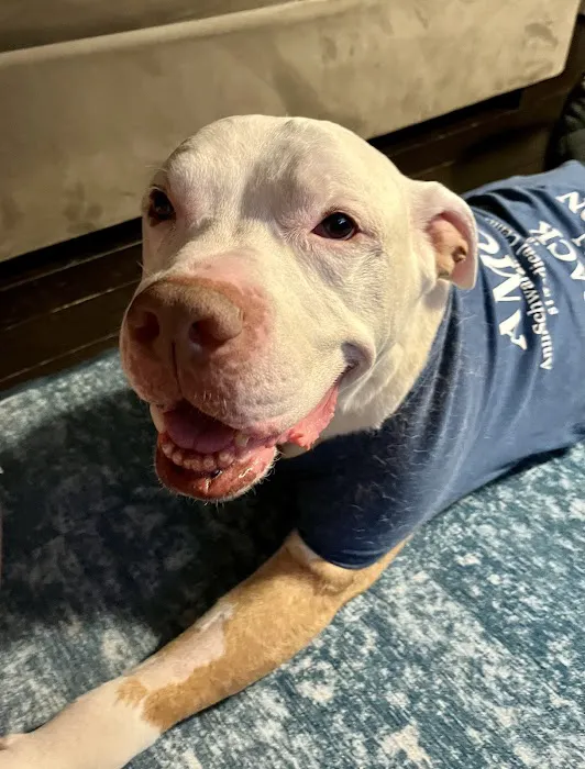 The Schwarzman Animal Medical Center Picture 4
