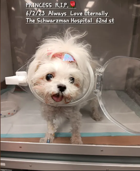 The Schwarzman Animal Medical Center Picture 7
