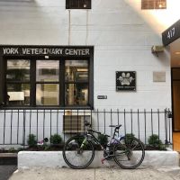 York Veterinary Center ico