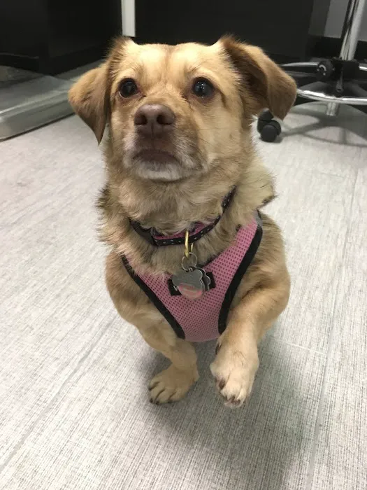 York Veterinary Center Picture 8