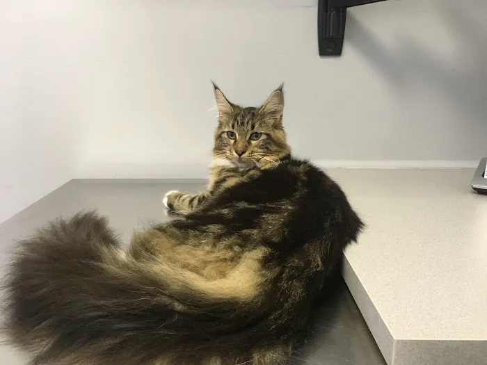 York Veterinary Center Picture 7