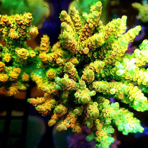 Your Reef Aquarium Picture 2