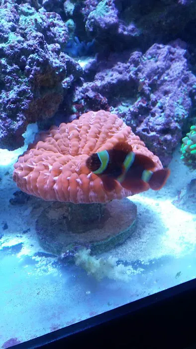 Your Reef Aquarium Picture 5