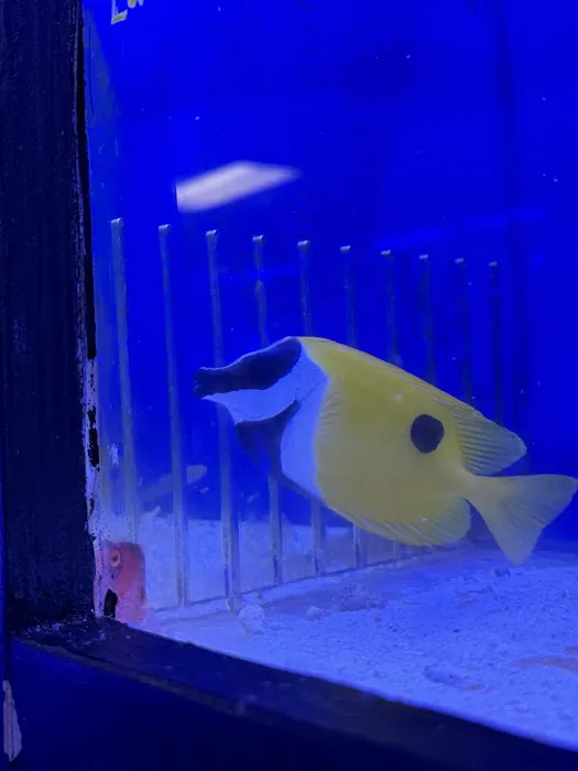 Your Reef Aquarium Picture 4
