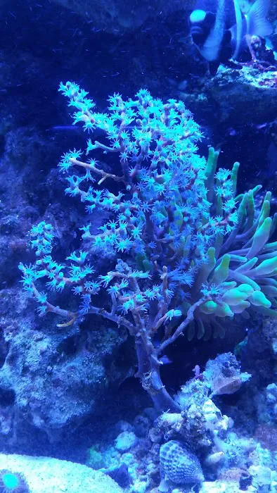Your Reef Aquarium Picture 7