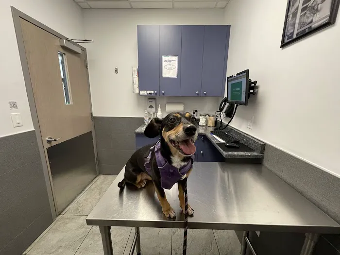Court Square Animal Hospital Picture 1