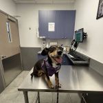 Court Square Animal Hospital