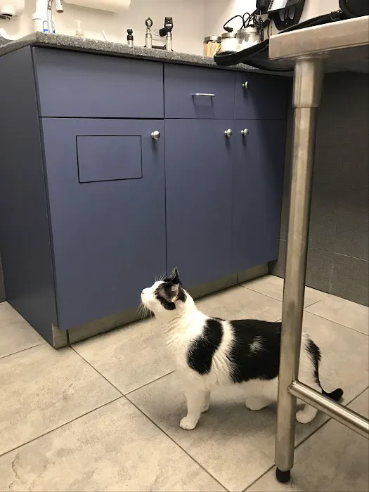 Court Square Animal Hospital Picture 5