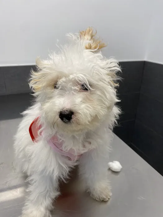 Court Square Animal Hospital Picture 7