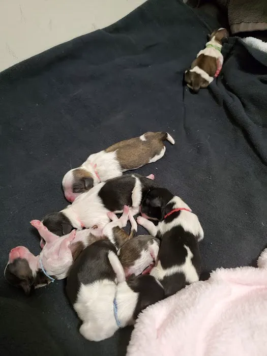 Court Square Animal Hospital Picture 8
