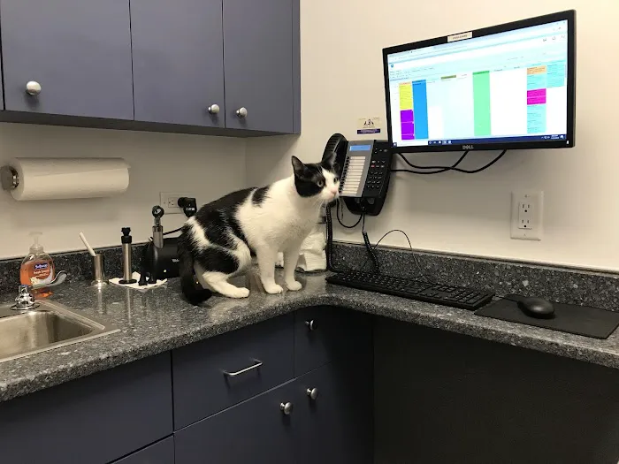 Court Square Animal Hospital Picture 6