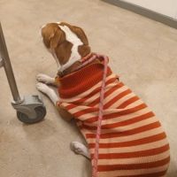ASPCA Community Veterinary Clinic - By Appointment Only ico