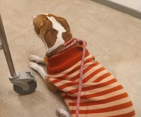 ASPCA Community Veterinary Clinic - By Appointment Only