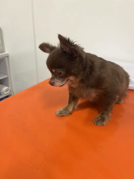 ASPCA Community Veterinary Clinic - By Appointment Only Picture 5