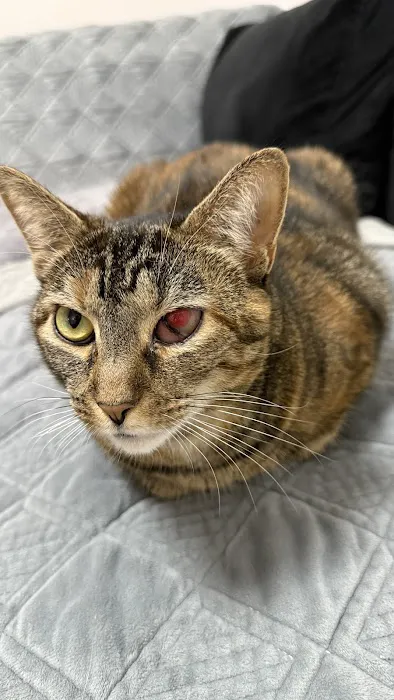 ASPCA Community Veterinary Clinic - By Appointment Only Picture 4