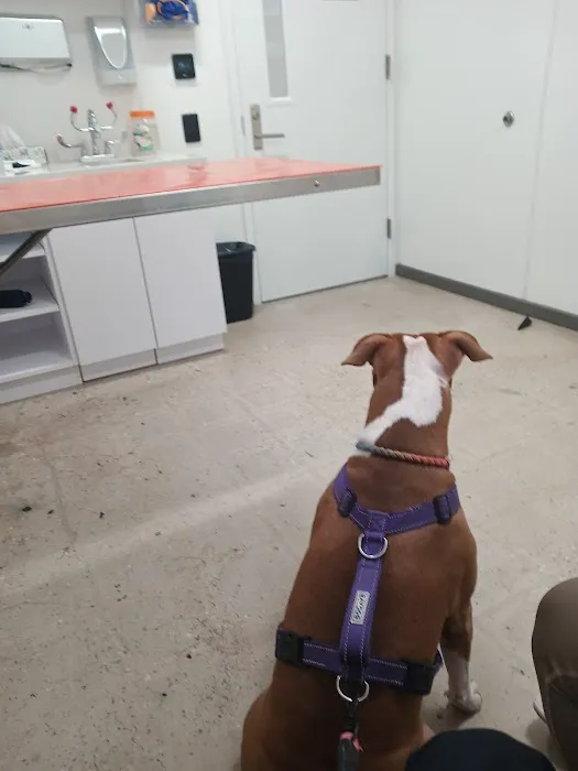 ASPCA Community Veterinary Clinic - By Appointment Only Picture 8