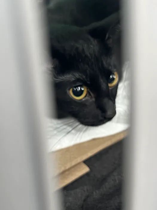ASPCA Community Veterinary Clinic - By Appointment Only Picture 6