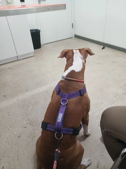 ASPCA Community Veterinary Clinic - By Appointment Only Picture 7
