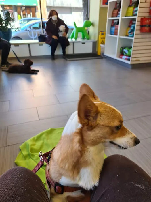 Animal Clinic of Long Island City Picture 2
