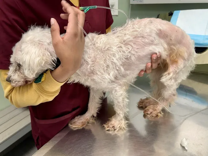 Animal Clinic of Long Island City Picture 8