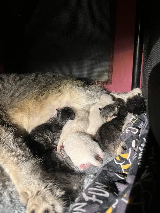 Skillman Animal Clinic Picture 4