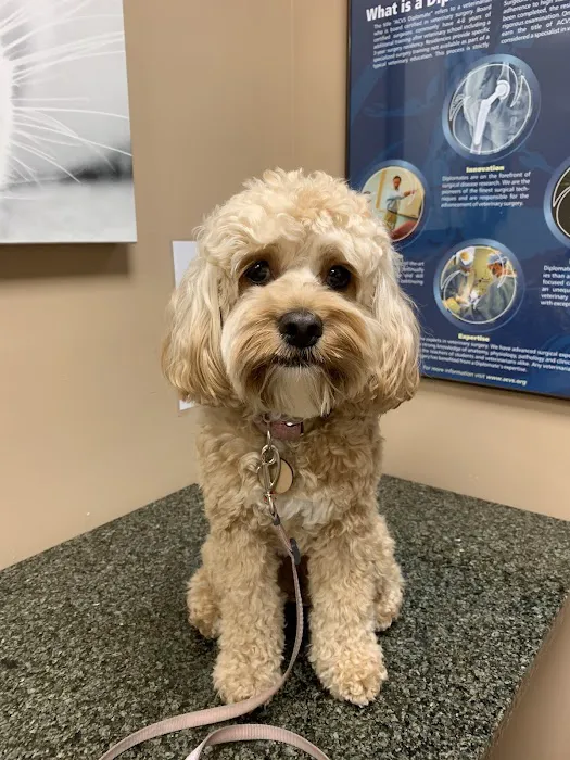 BluePearl Pet Hospital Picture 6