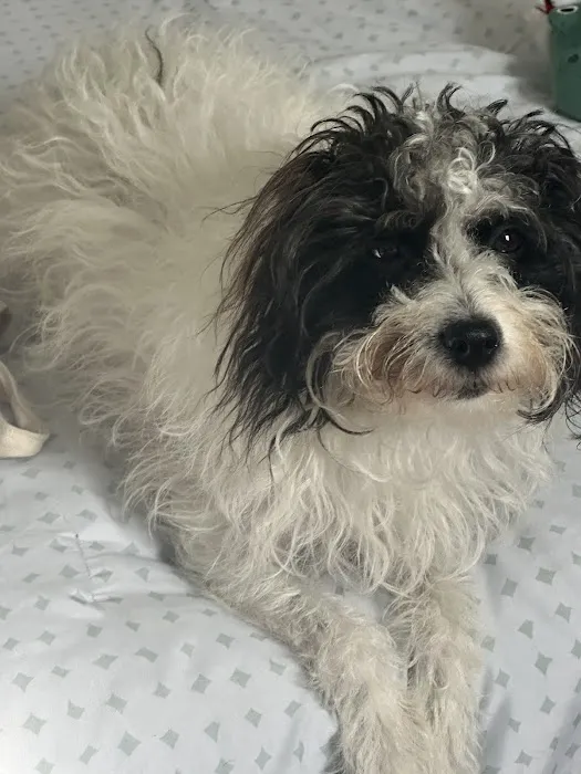 BluePearl Pet Hospital Picture 1