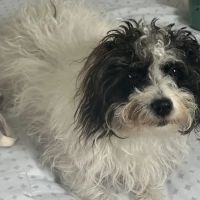 BluePearl Pet Hospital ico