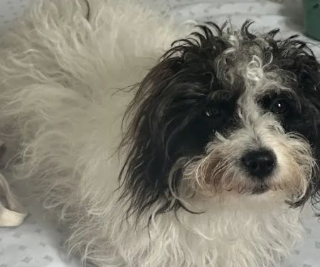 BluePearl Pet Hospital