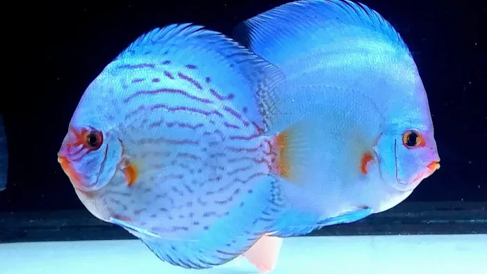 Aqua Life Aquarium Picture 6