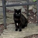 Veterinary Care Group - Forest Hills