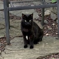 Veterinary Care Group - Forest Hills ico