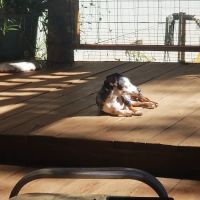 Petco ico