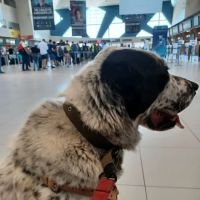 Veterinarian /USDA Vet ico