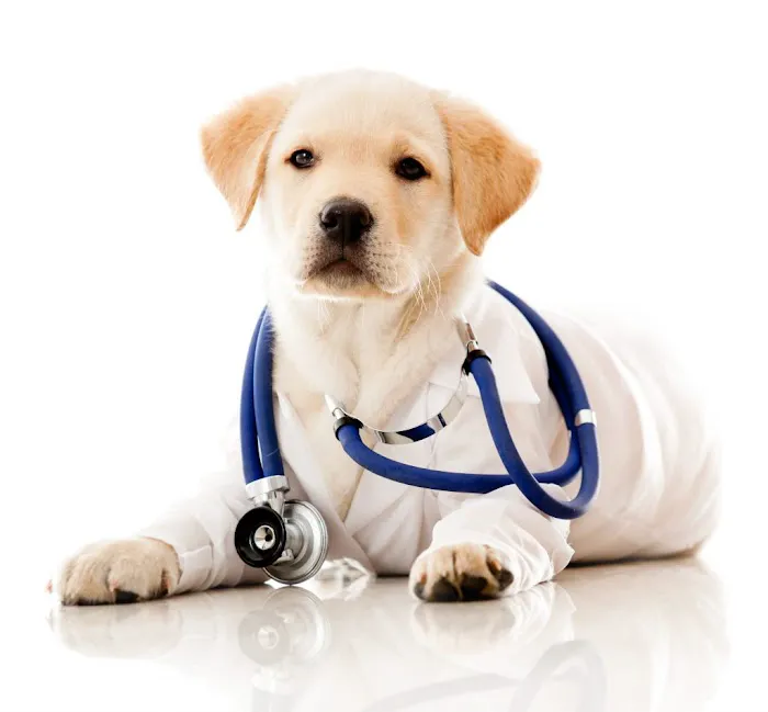 Veterinarian /USDA Vet Picture 3