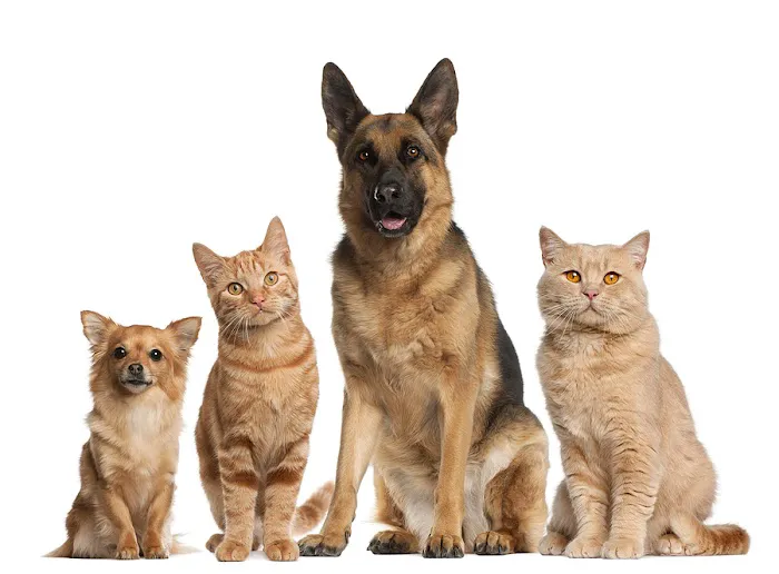 Veterinarian /USDA Vet Picture 9