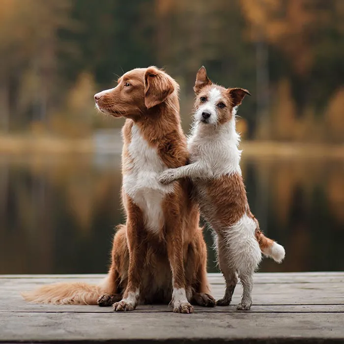 Veterinarian /USDA Vet Picture 6