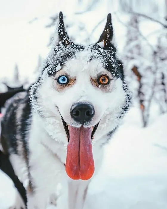 Veterinarian /USDA Vet Picture 7